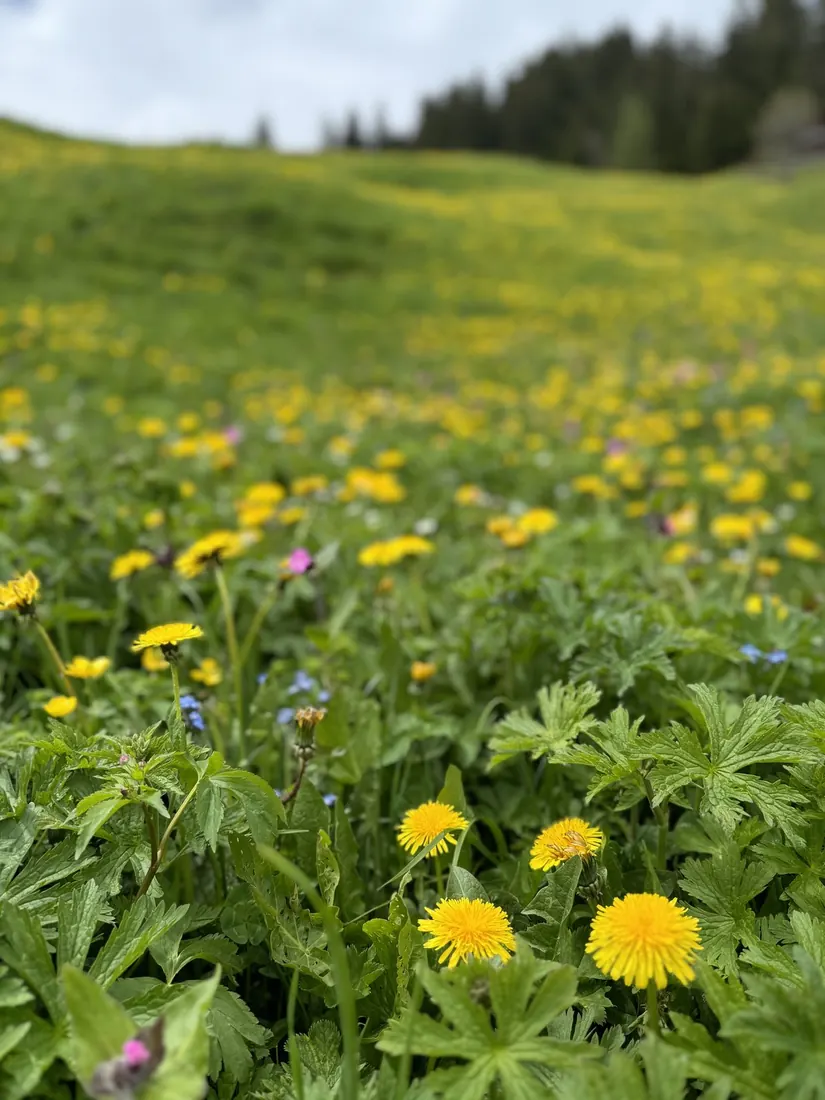 Yellow dandelions and wildflowers covering a mountain meadow