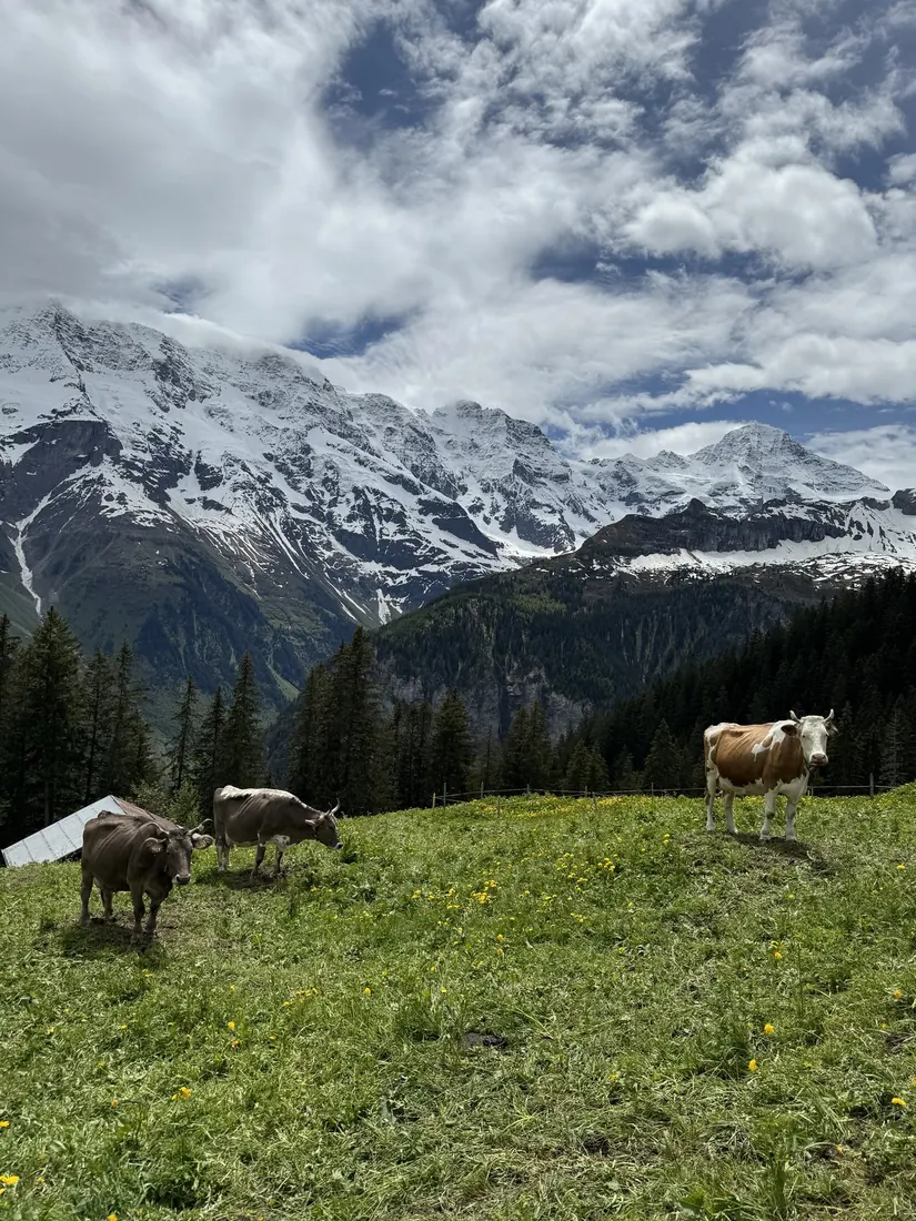 Brown-and-white Swiss cows on a meadow below snowy peaks