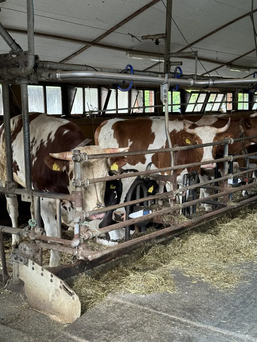 Brown-and-white cows chewing hay in a long barn